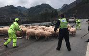 貨車高速路側(cè)翻 群豬亂竄